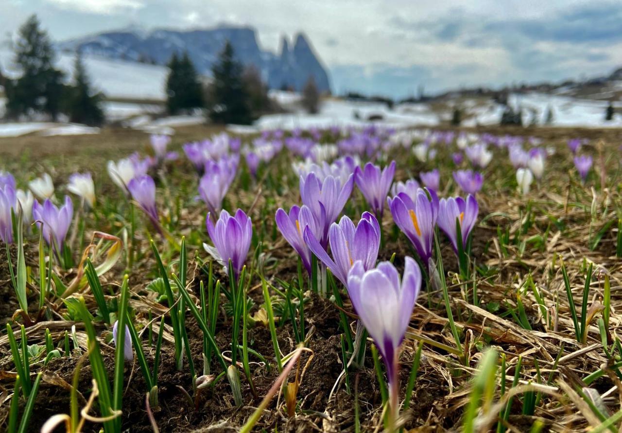 Cesa Vedla - Quite And Cozy Alpine Escape Urtijëi Dış mekan fotoğraf